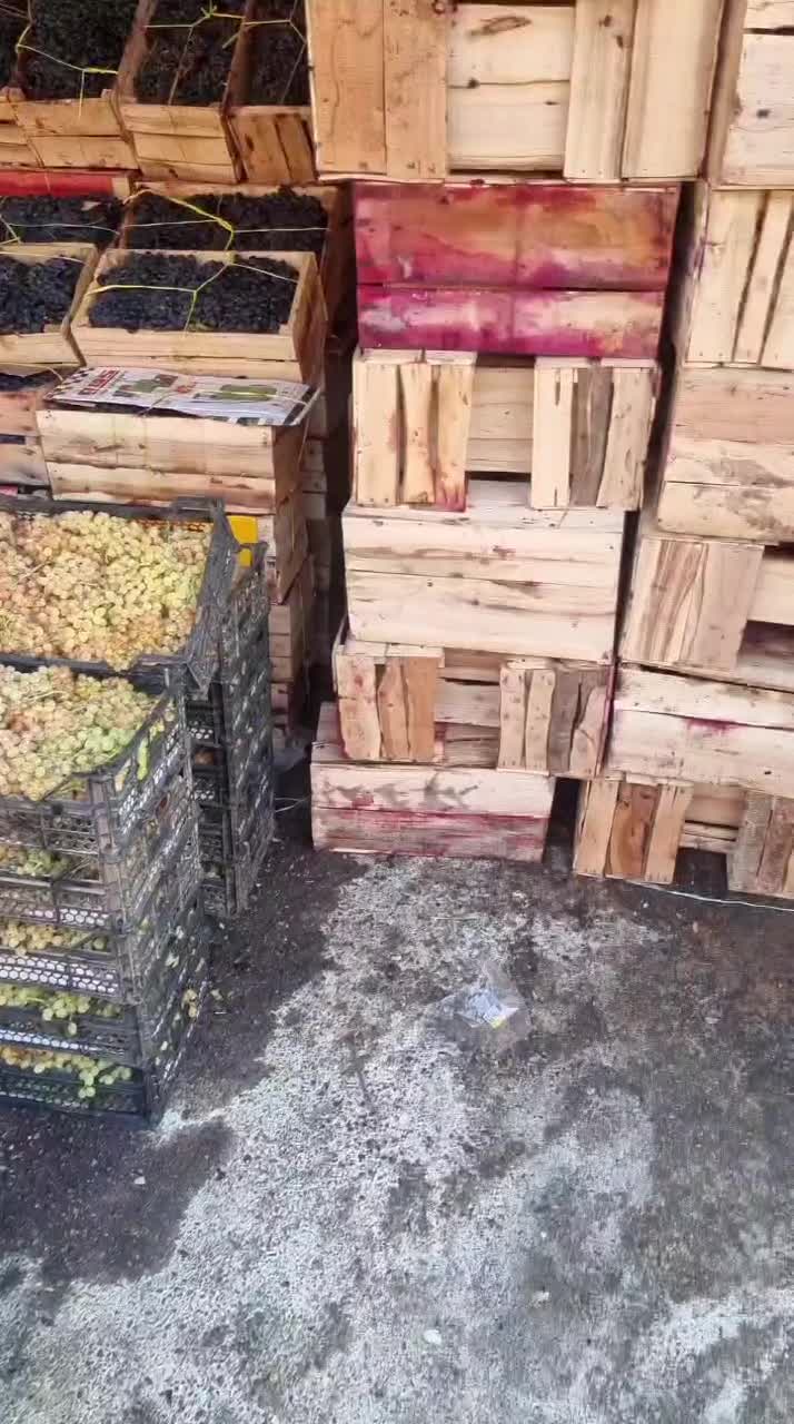انگور شانی دیم سردشت کردستان سیاه انگورشانی سفیدبی|خدمات باغبانی و درختکاری|تهران, میدان میوه و تره‌بار مرکزی|دیوار