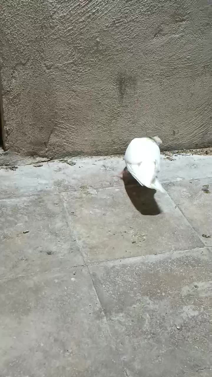 کبوتر|پرنده|شیراز, کوشک میدان|دیوار