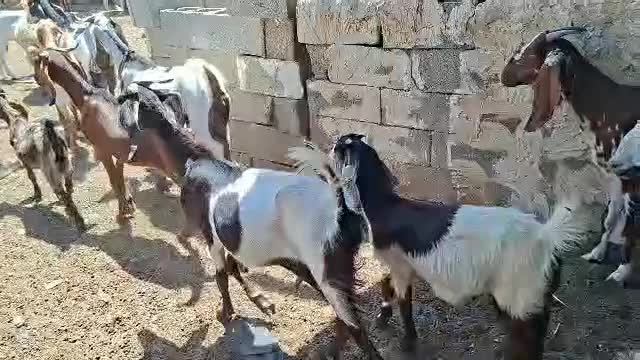 گله بز|حیوانات مزرعه|رامهرمز, |دیوار