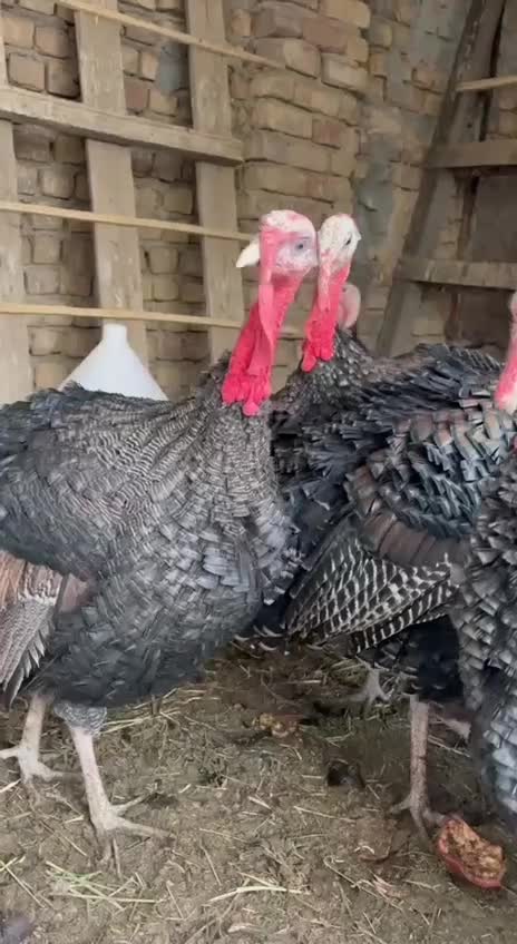 بوقلمون برنز محلی جوان|حیوانات مزرعه|ساوه, |دیوار