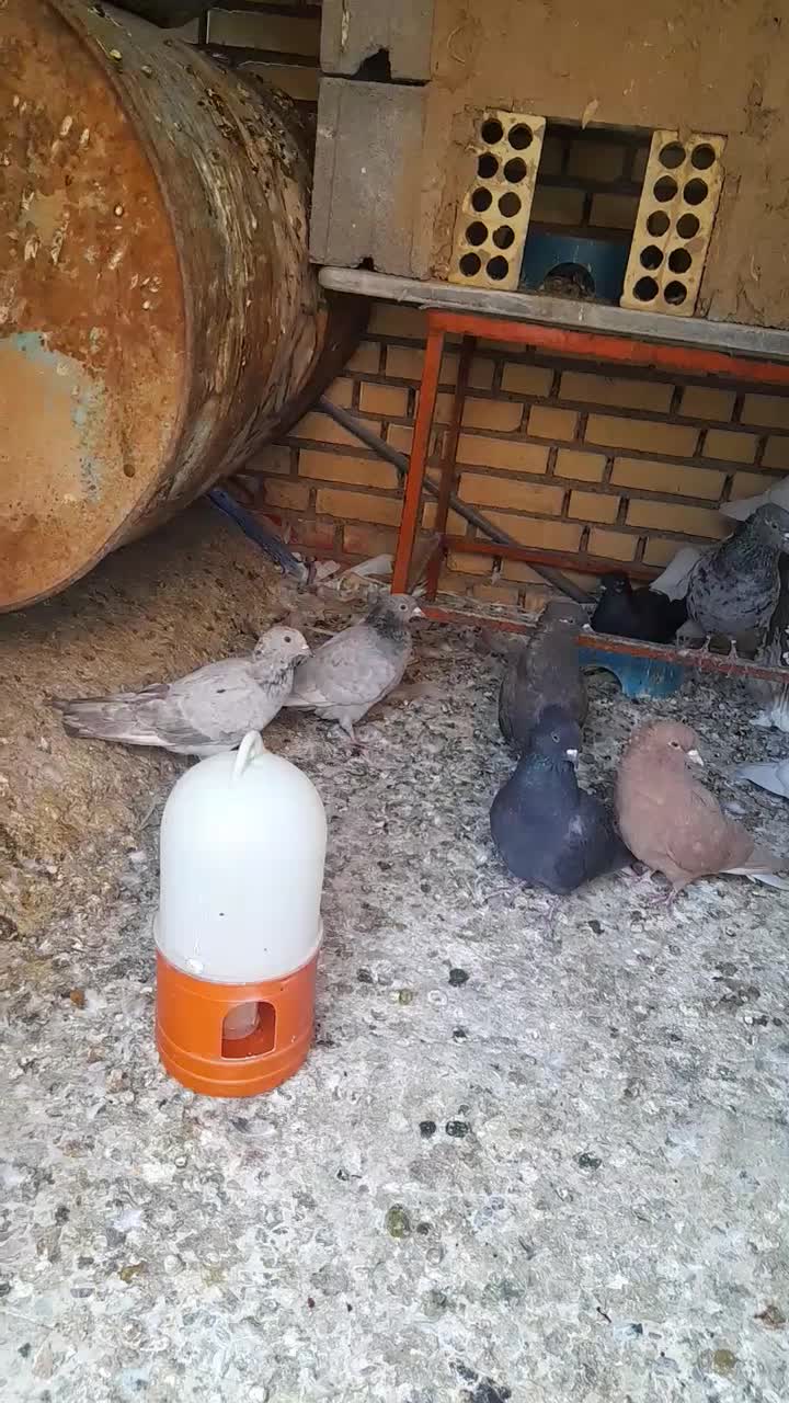 کبوتر|پرنده|گتوند, |دیوار