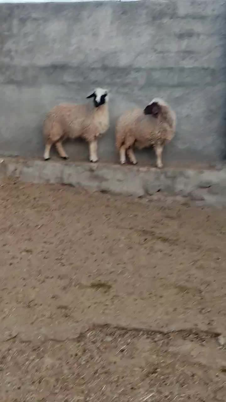 میش بره، شک ورن، بز،گوسفند|حیوانات مزرعه|آبدانان, |دیوار