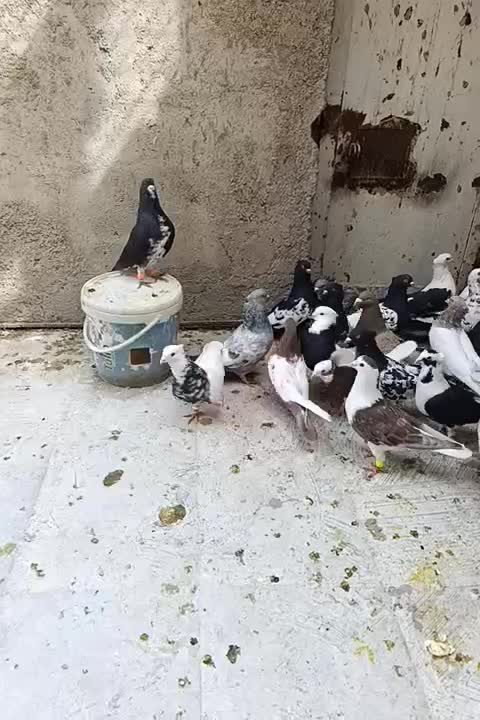 کبوتر بهبهانی|پرنده|شیراز, گویم|دیوار