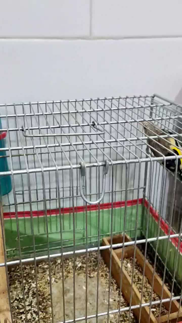 قناری|پرنده|برازجان, |دیوار