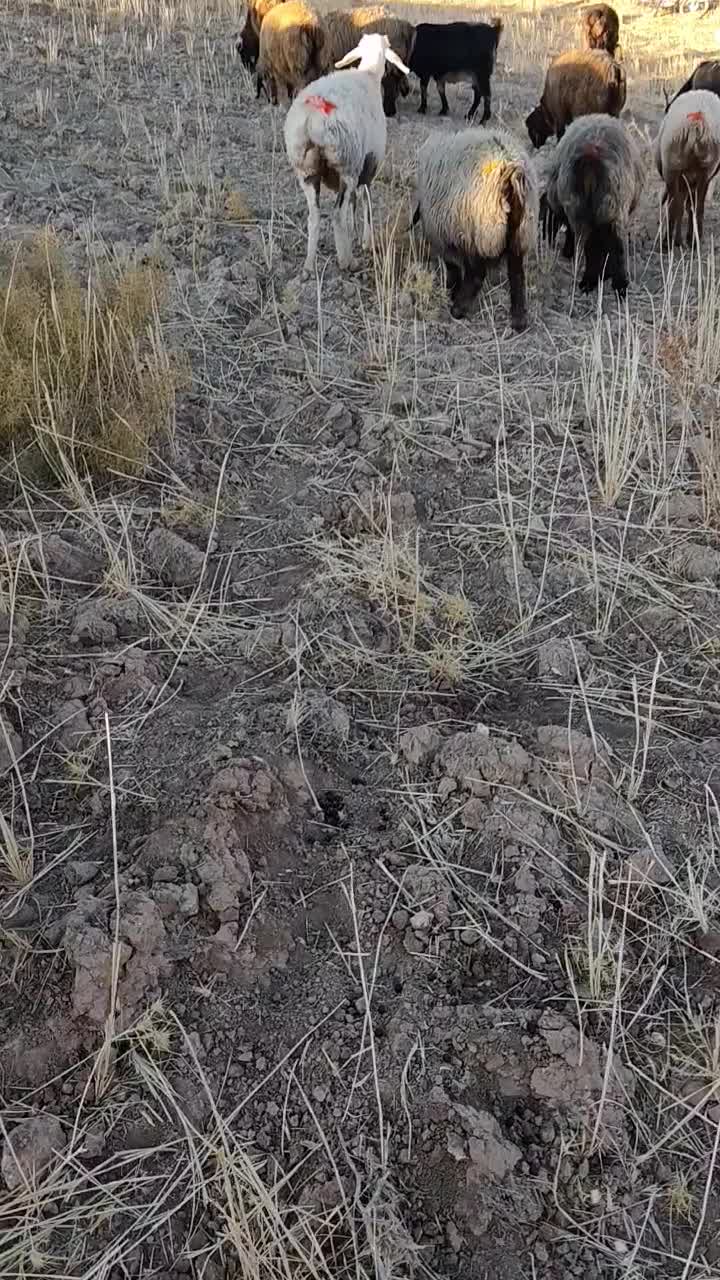 شیشک ابستن|حیوانات مزرعه|ارژن, |دیوار