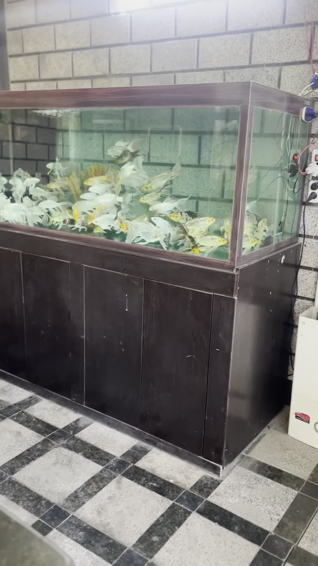 آکواریوم آب شور و شیرین بزرگ|ماهی|باقرشهر, |دیوار