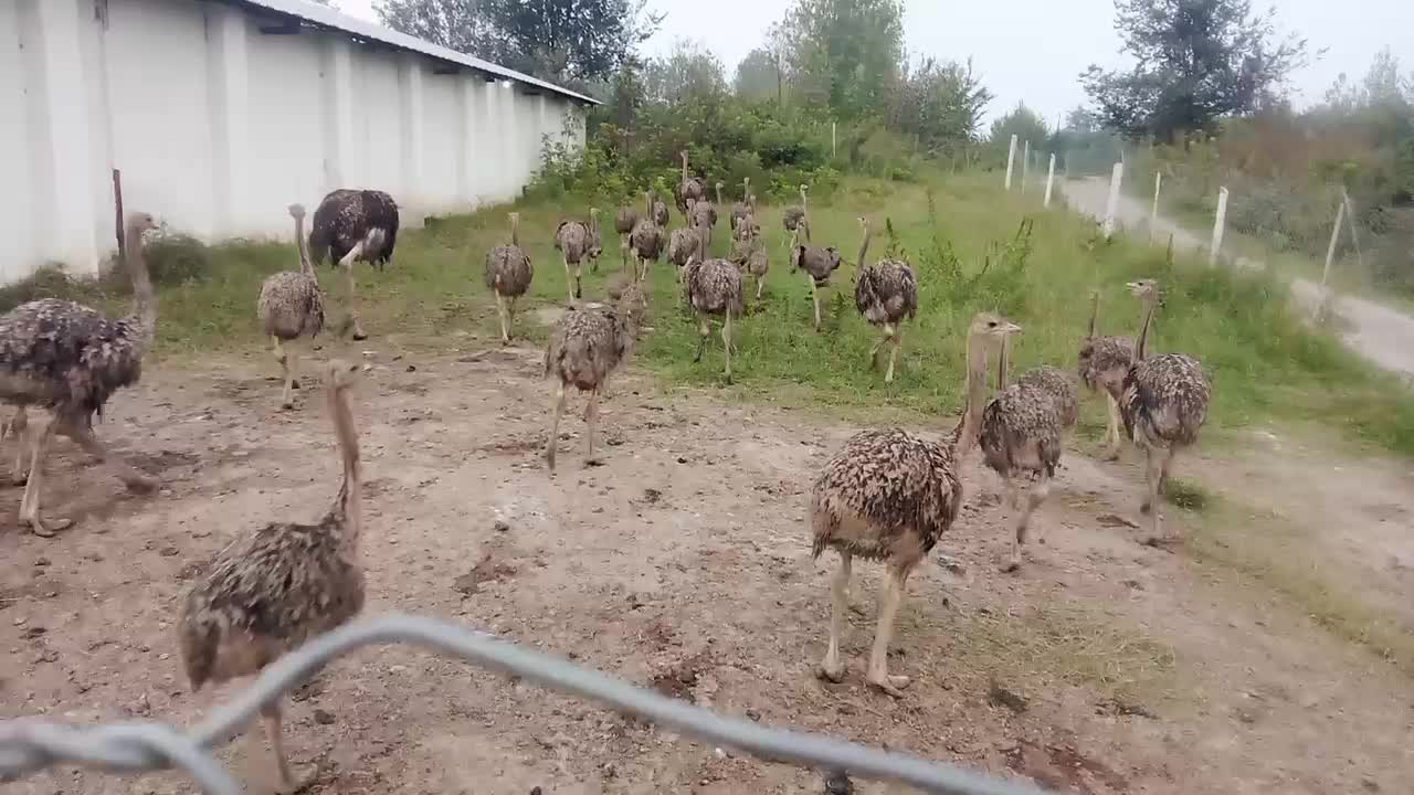 جوجه شتر مرغ گیلان|حیوانات مزرعه|سنگر, |دیوار