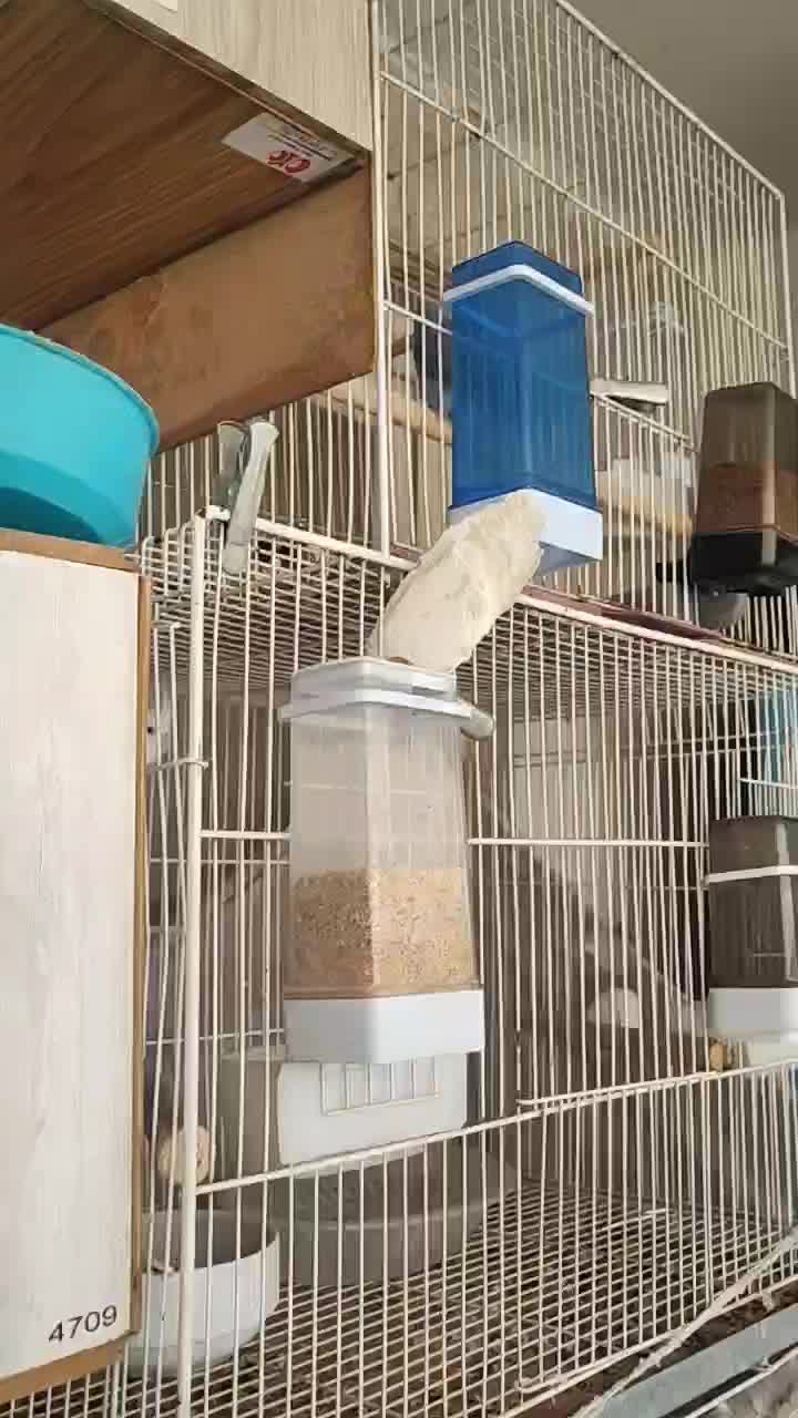 جفت طوطی پروتلت به ضمانت تخم|پرنده|بیرجند, |دیوار