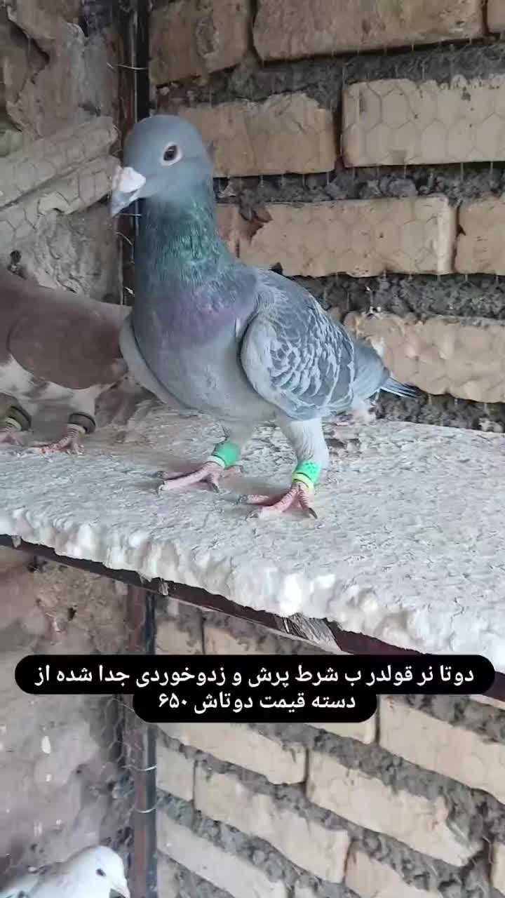 کفتر|پرنده|تربت‌حیدریه, آسایش|دیوار