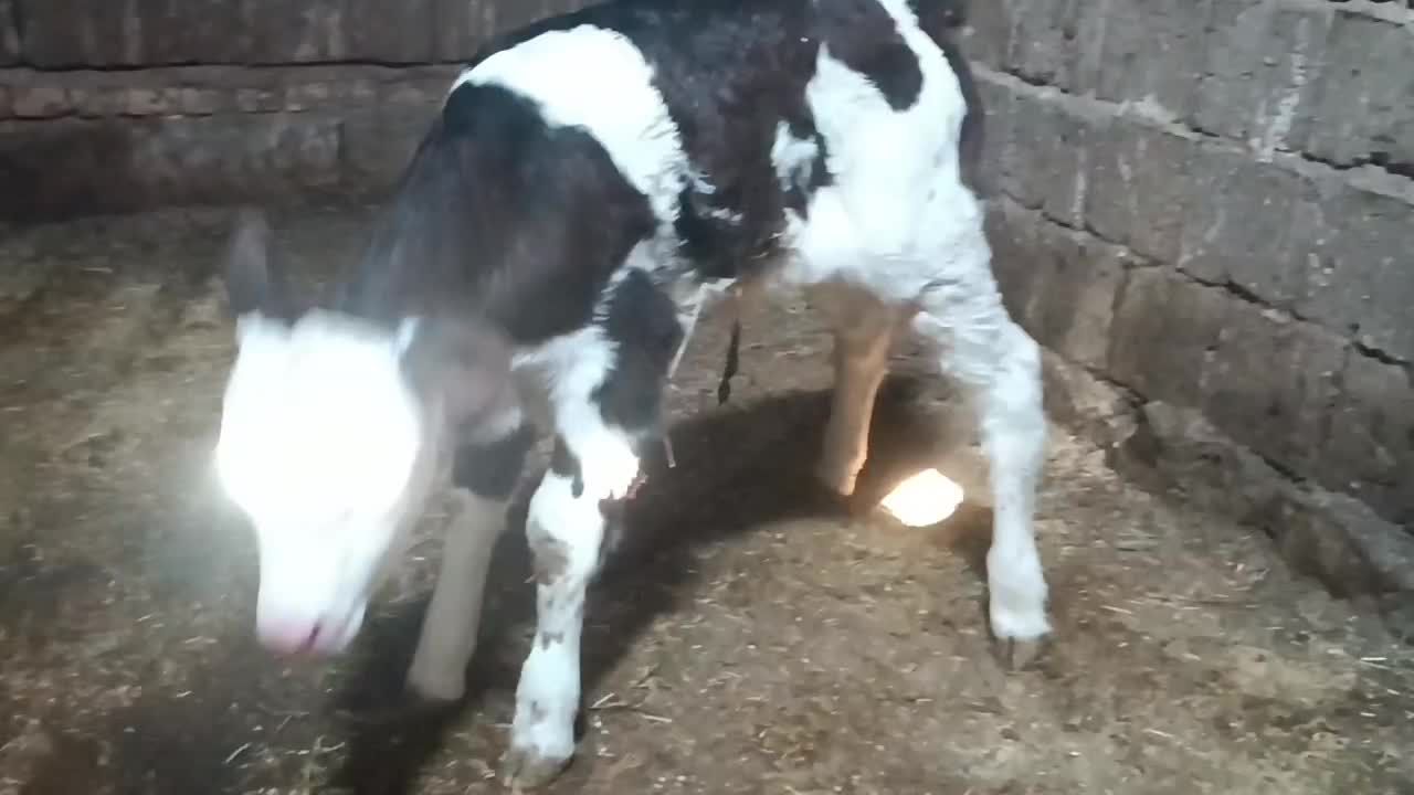 گاو تکشیر|حیوانات مزرعه|بوکان, |دیوار