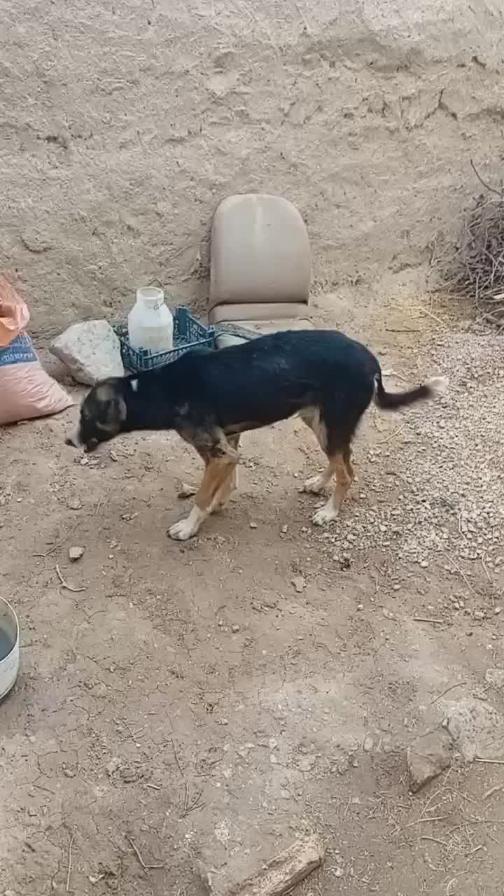 سگ  نر|سگ|اسفراین, |دیوار