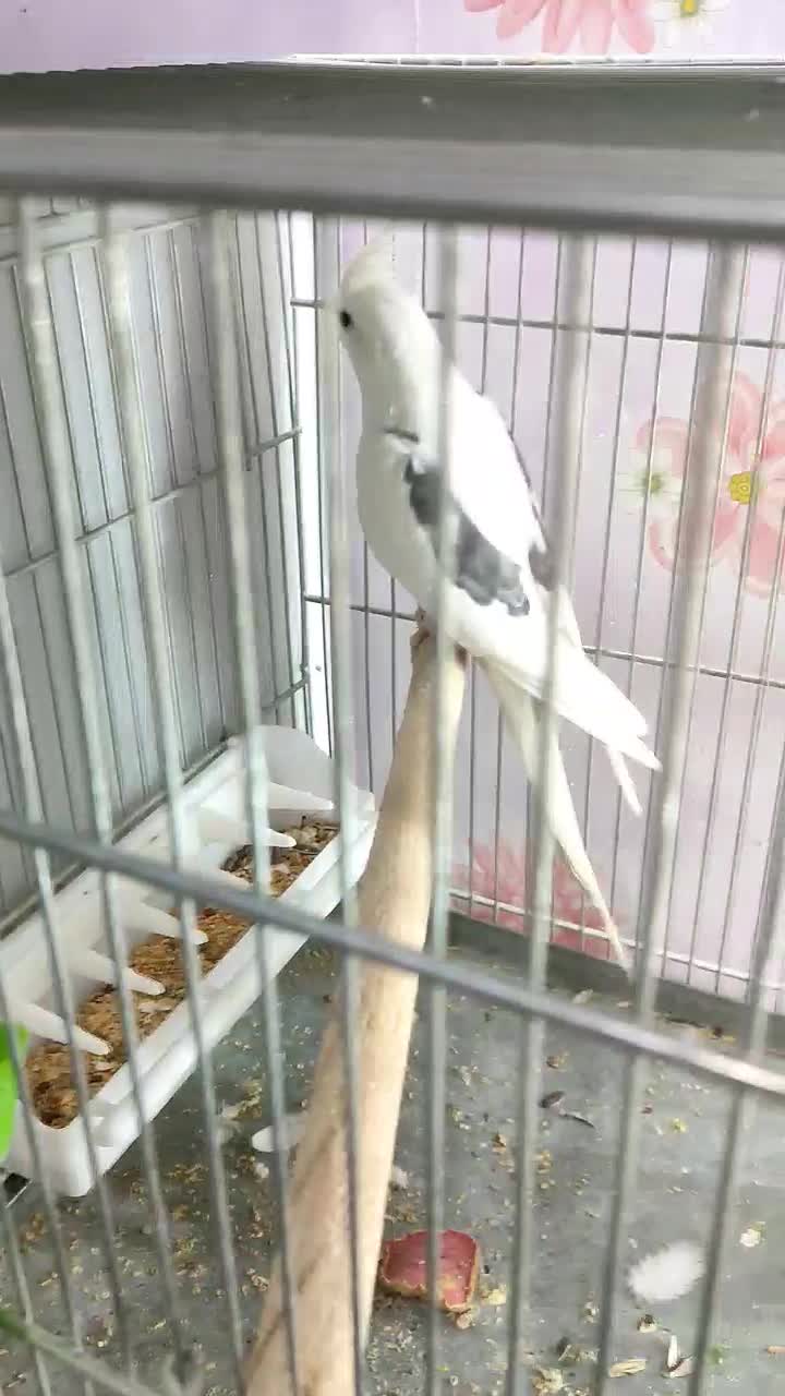 عروس هلندی دو کت پروانه ای نر|پرنده|اصفهان, سرچشمه|دیوار