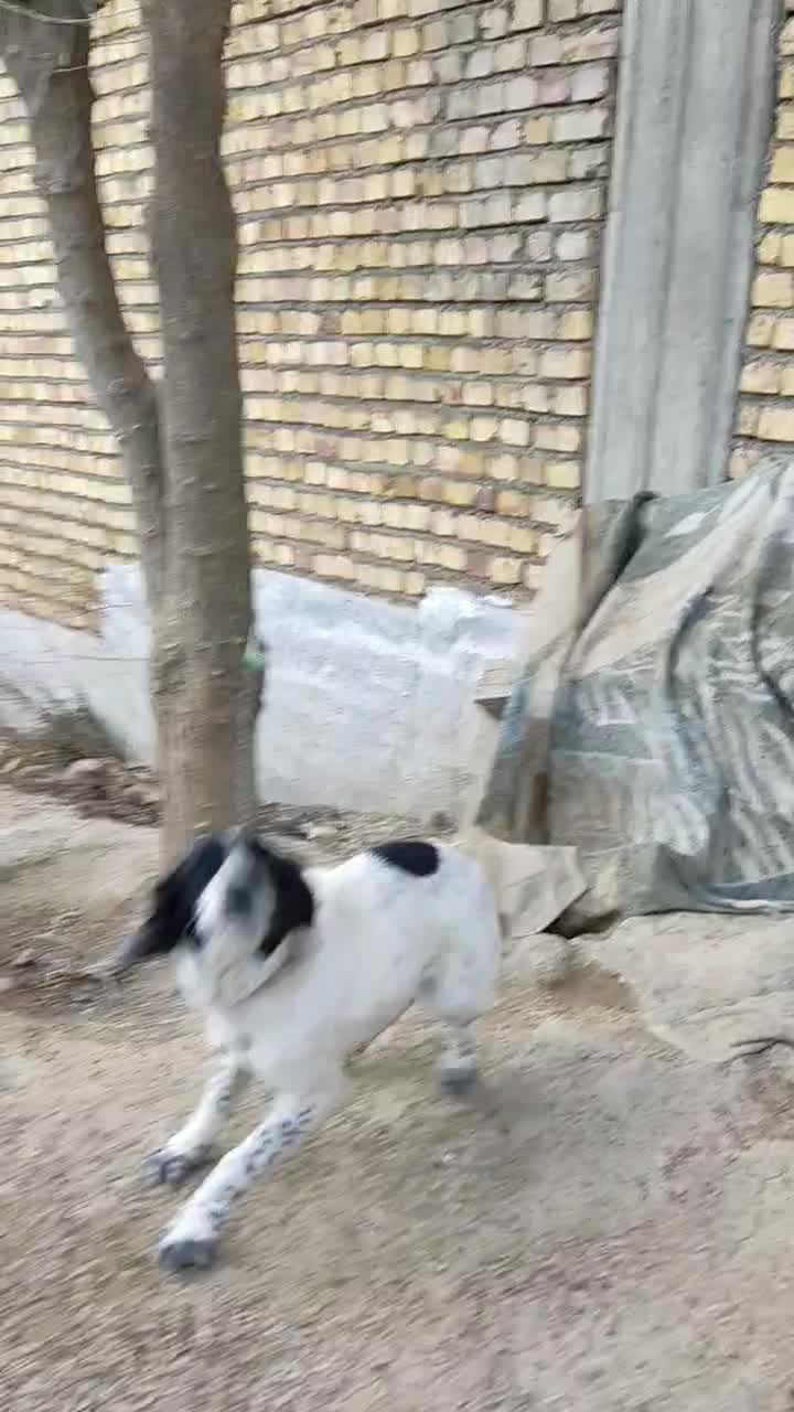 سگ دنبلانی|سگ|کالپوش, |دیوار