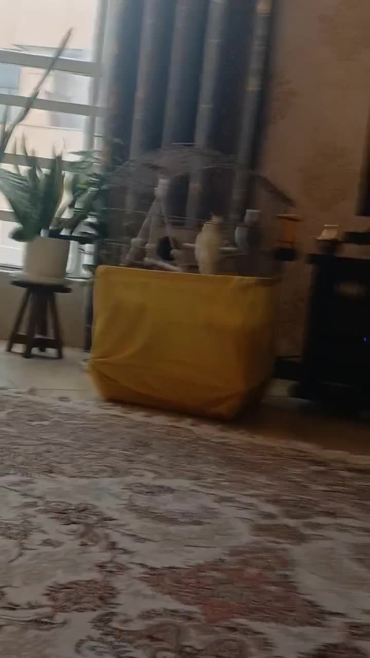 عروس هلندی جفت|پرنده|کرج, باغستان|دیوار