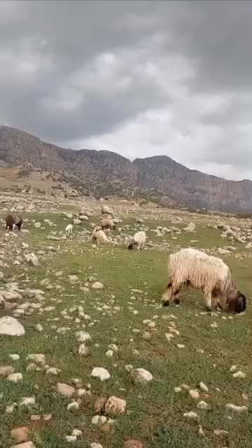 میش ترکی بختیاری|حیوانات مزرعه|چیتاب, |دیوار