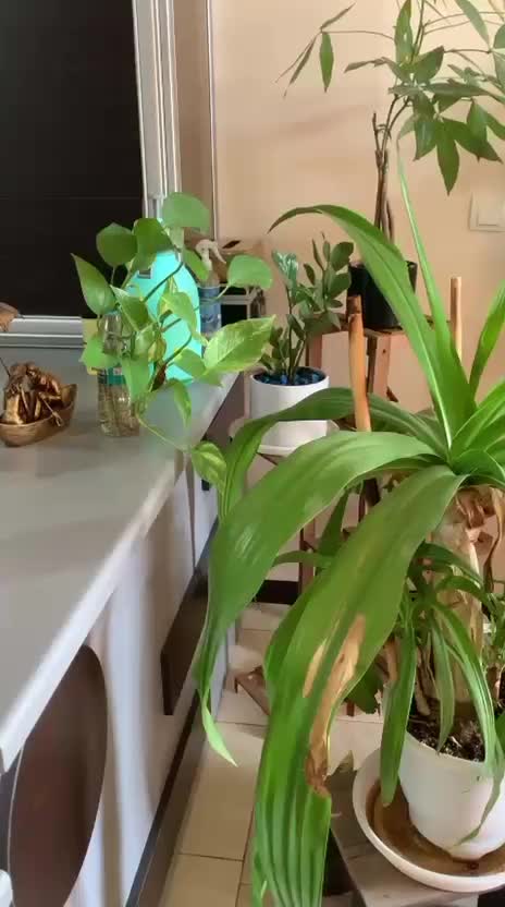 گل و گیاه|گل و گیاه طبیعی|شاهینشهر, مخابرات (شهید بهشتی)|دیوار