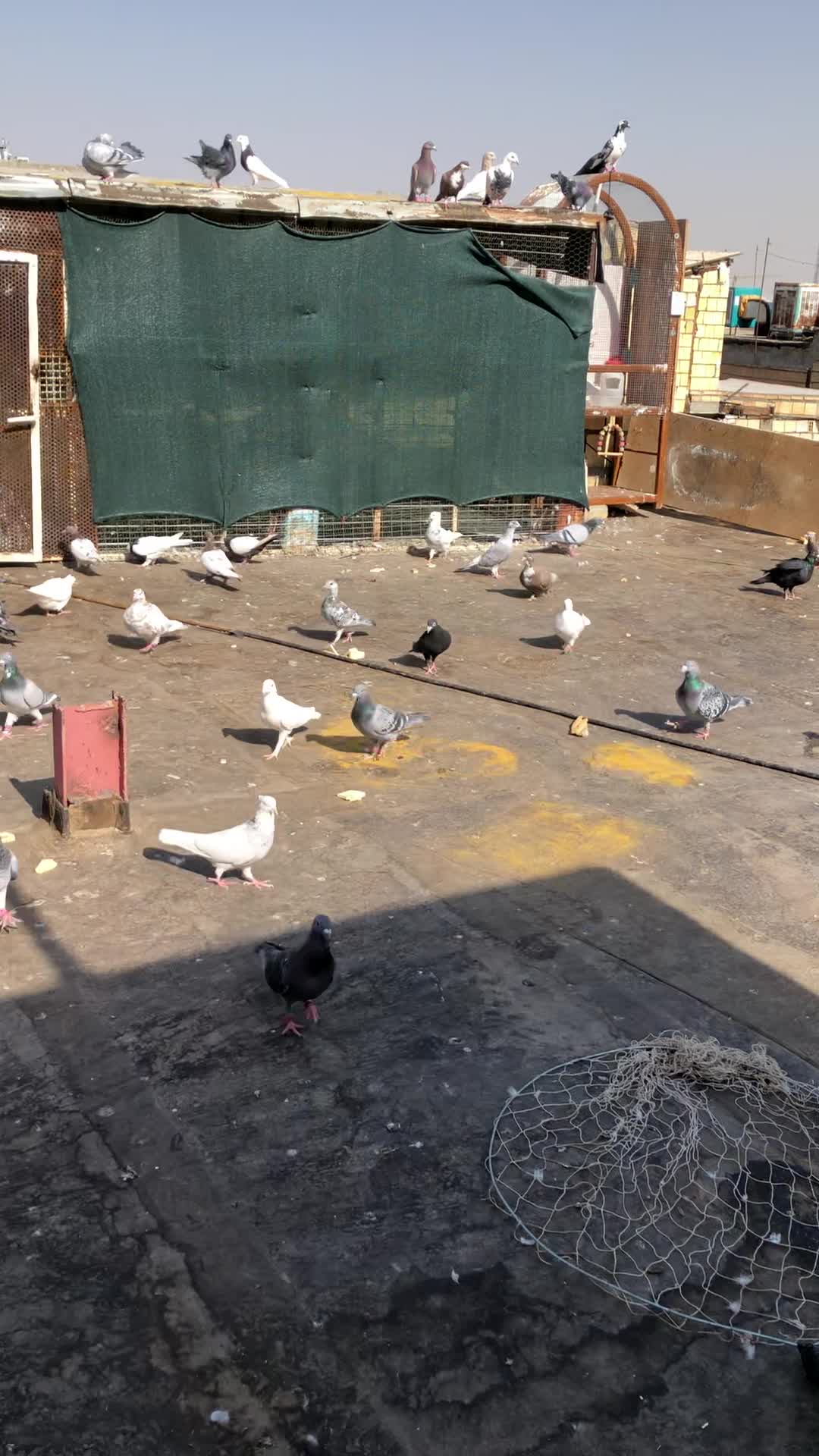 چند عدد پرنده خوب عالی|حیوانات|مشهد, چهارچشمه|دیوار