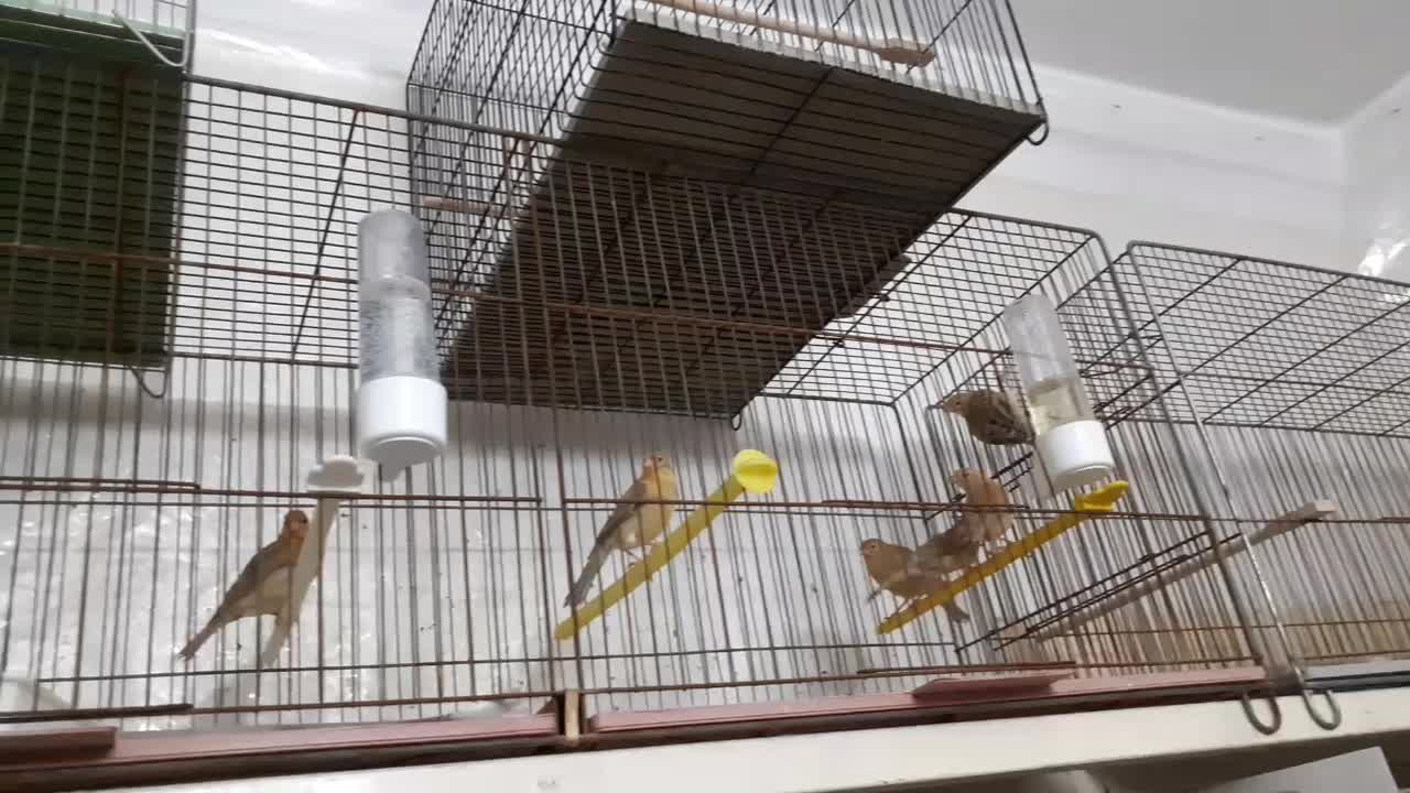 قناری|پرنده|تبریز, |دیوار