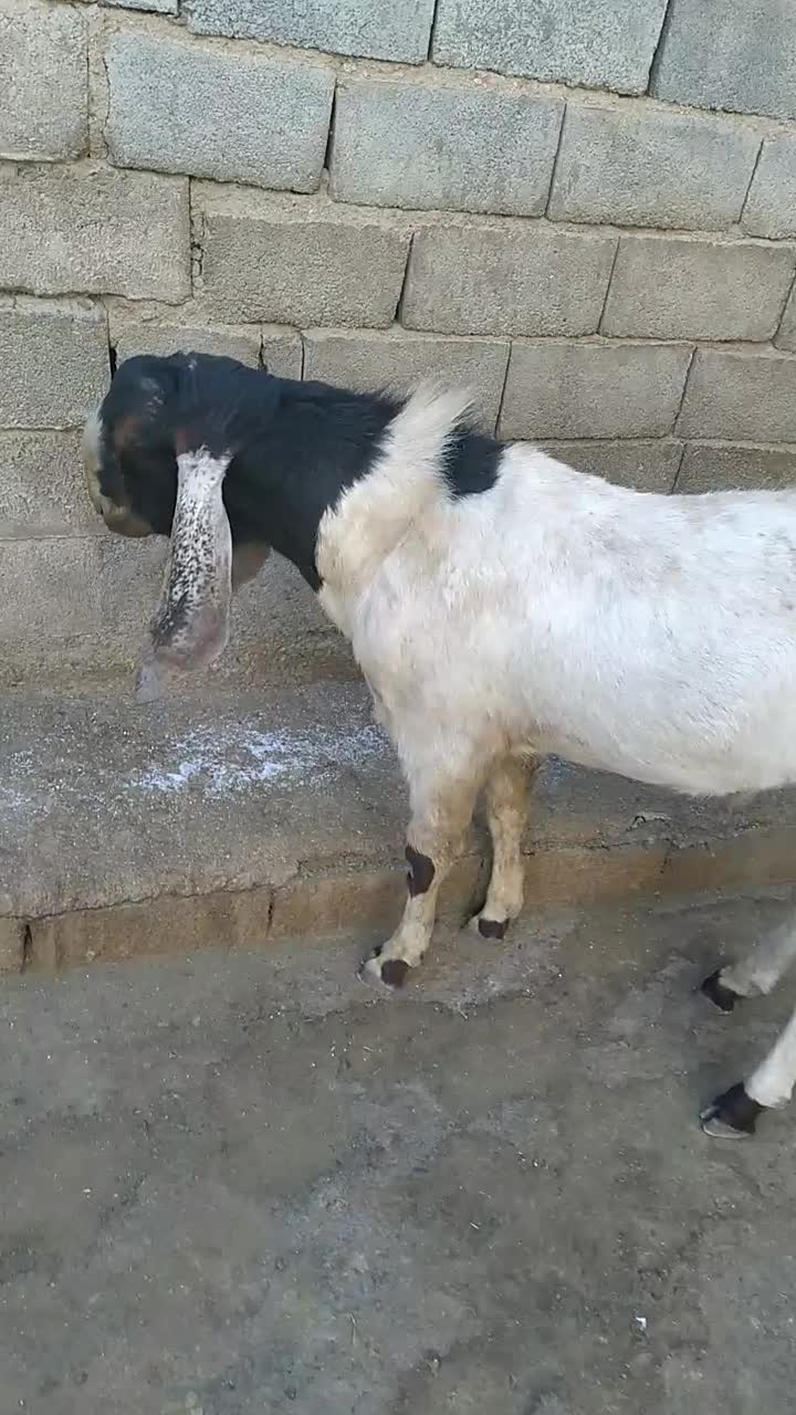 نربز پاکستانی اصل|حیوانات مزرعه|زیویه, |دیوار