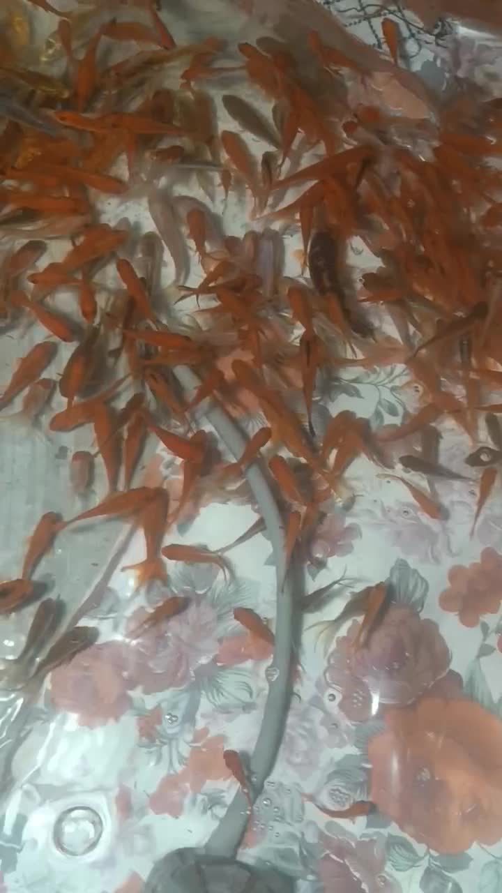 ماهی قرمز|ماهی|سلطانیه, |دیوار