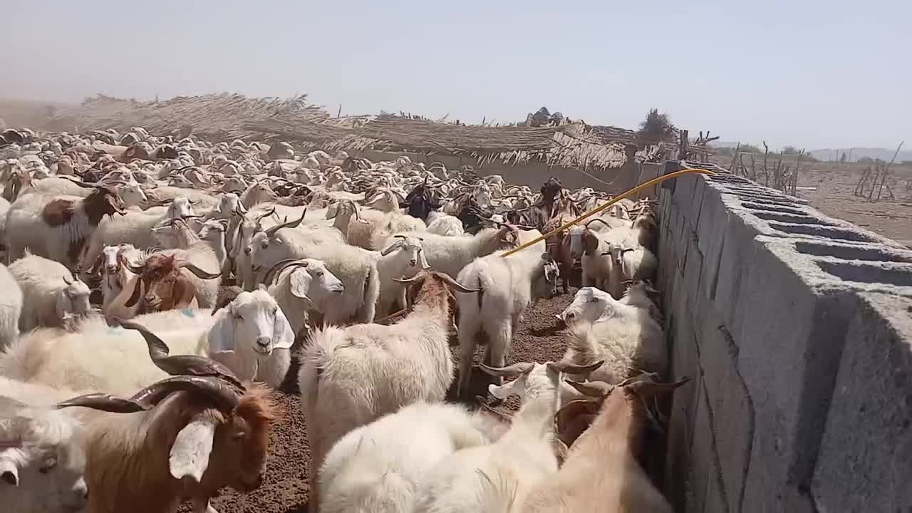 حیوانات|حیوانات مزرعه|ارزوئیه, |دیوار