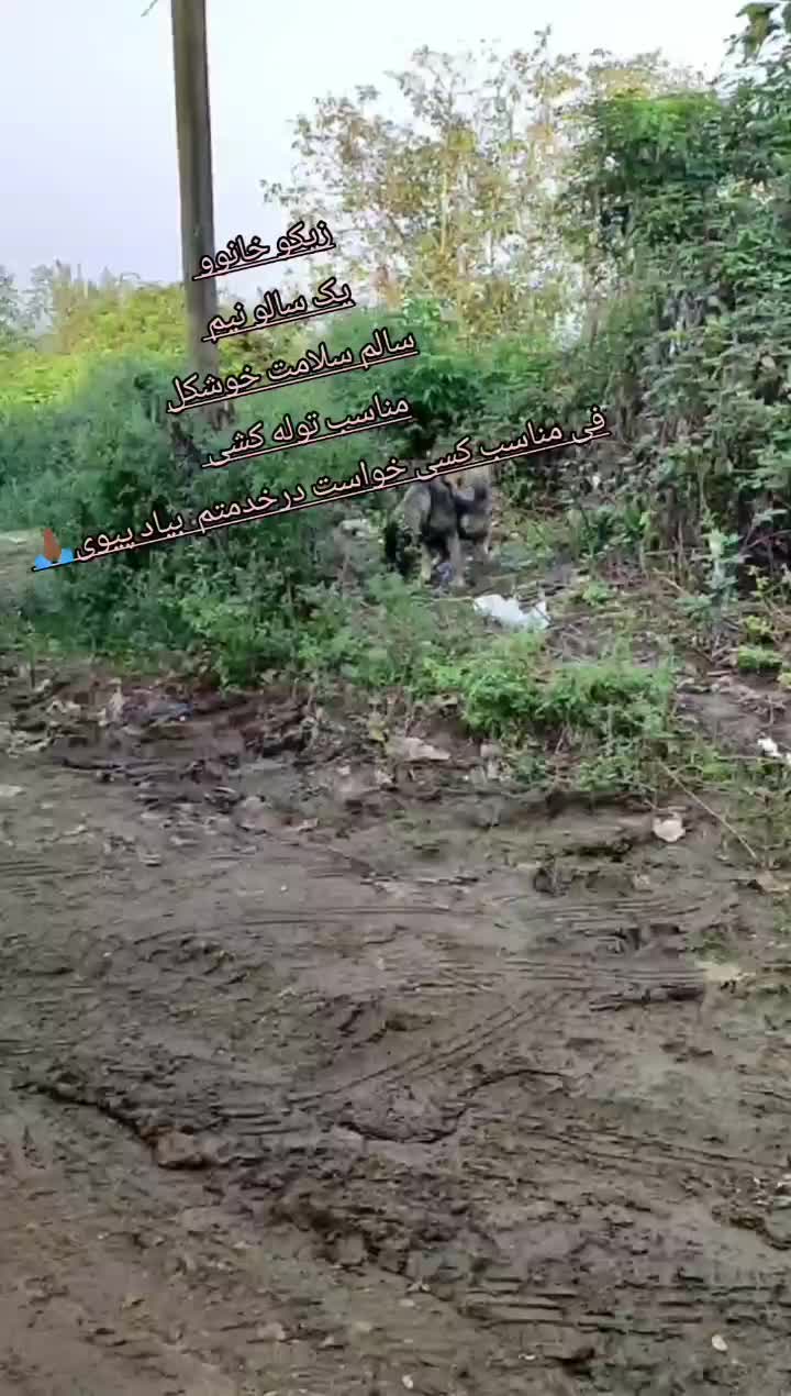 واگذاری سگ سرابی یک سال نیم ماده توظیحات بخون|سگ|املش, |دیوار