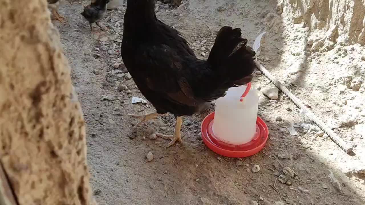 مرغ جوجه دار خورموج|حیوانات مزرعه|خورموج, |دیوار