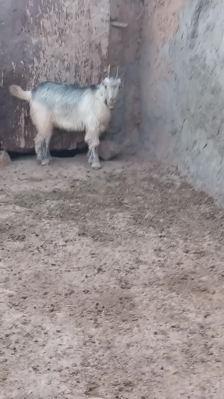 بره نر|حیوانات مزرعه|آبگرم, |دیوار