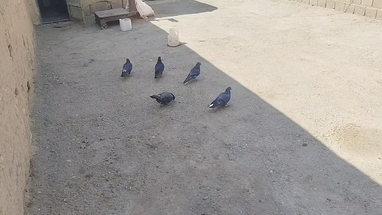 کبوتر پرشی به شرط همه چی|پرنده|سقز, |دیوار