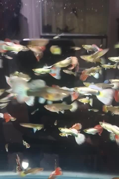 ماهی وسنگ ولوازم آکواریوم بار جدید گوپی|ماهی|مشهد, الهیه|دیوار