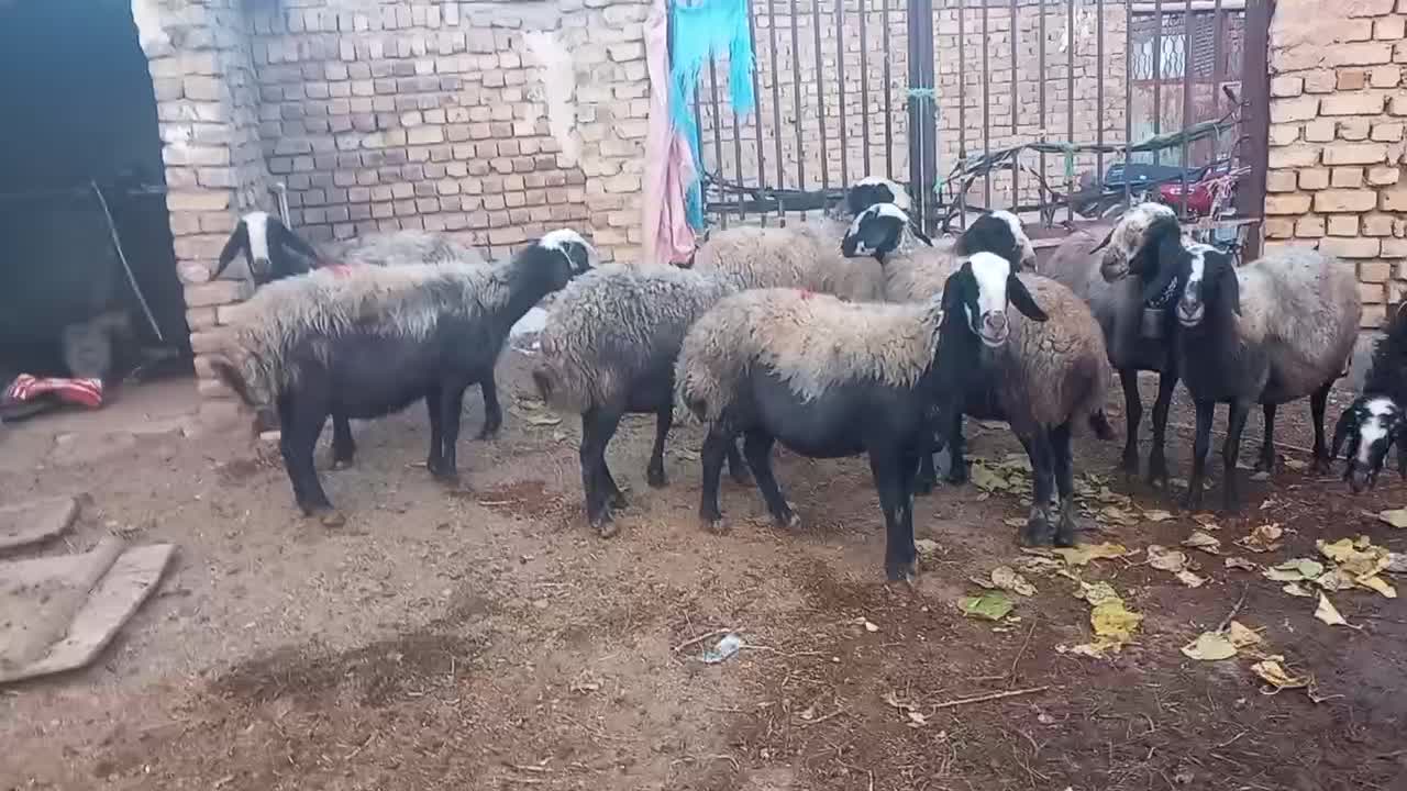 گوسفند میش اصیل شال دوقلو زا|حیوانات مزرعه|دهگلان, |دیوار