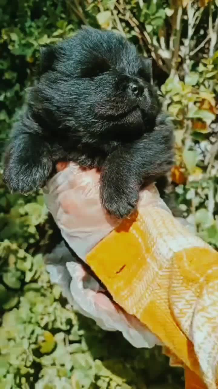 چاوچاو بلک فوق کیفیت نر|سگ|تهران, الهیه|دیوار