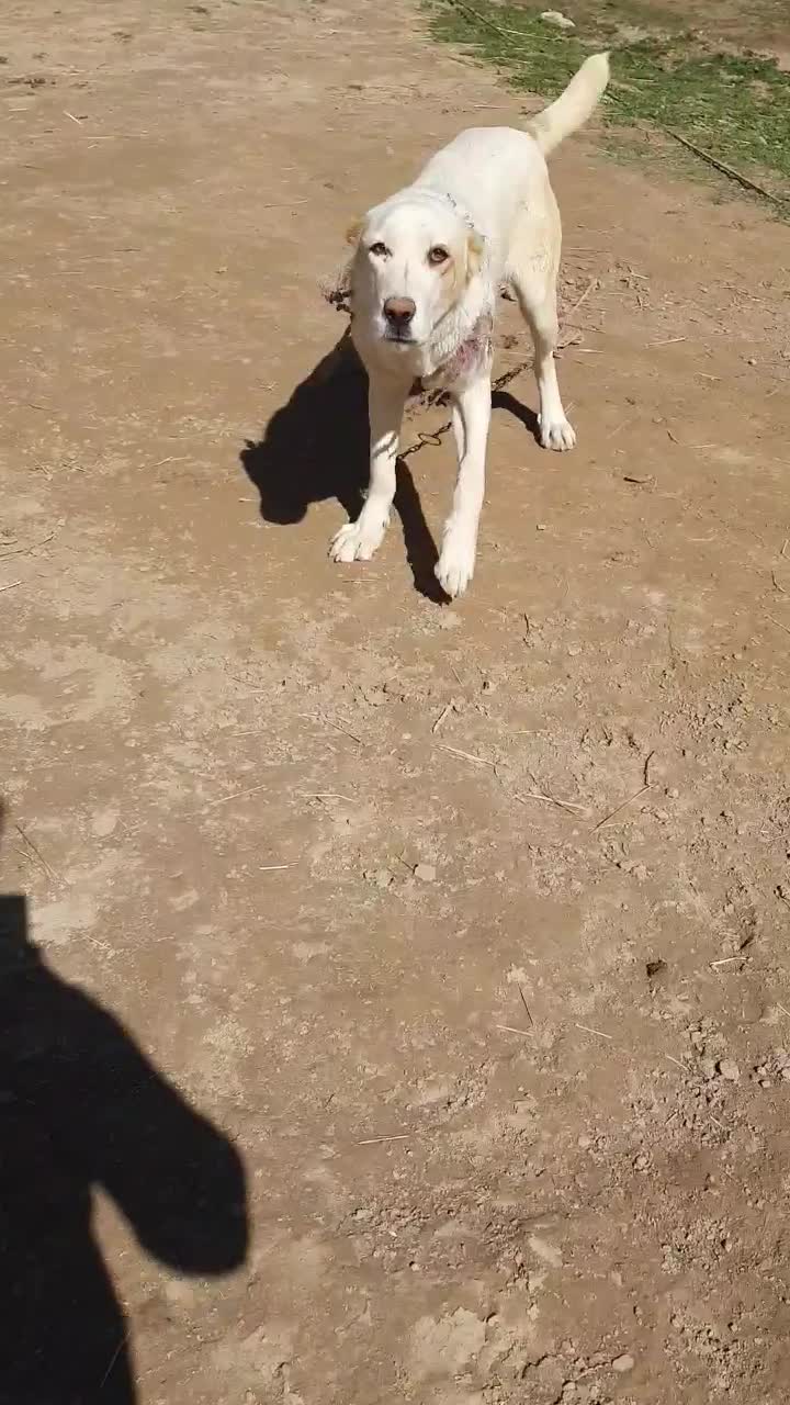 واگذاری ماده آلابای|سگ|گنبد کاووس, |دیوار