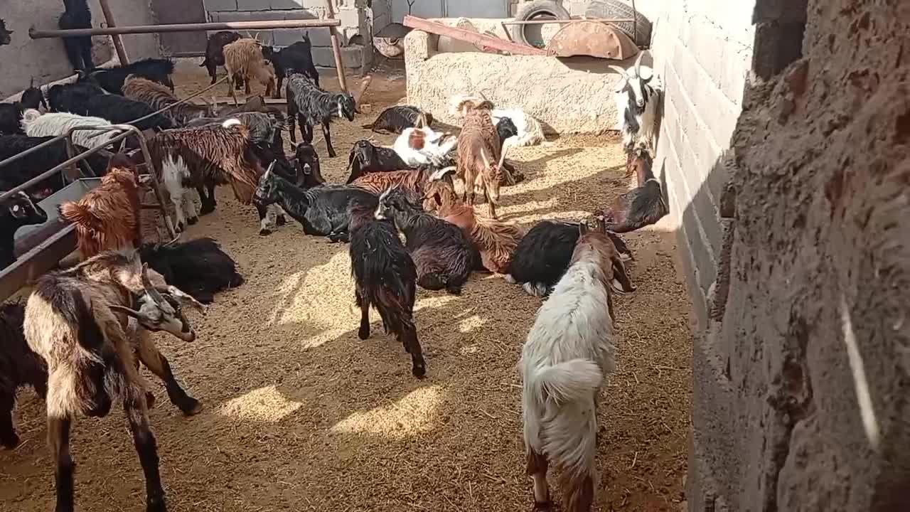 بزغاله|حیوانات مزرعه|زرندیه, |دیوار