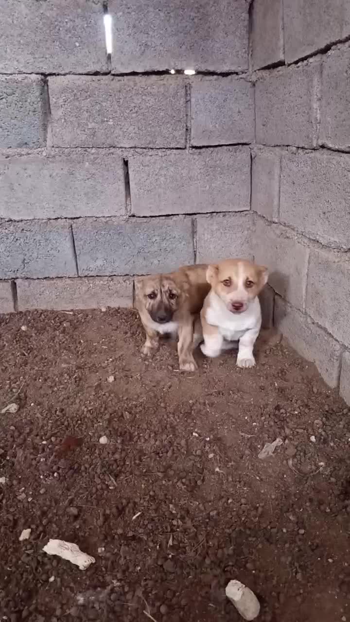 توله سگ پا کوتاه 300|سگ|سبزوار, رباط|دیوار