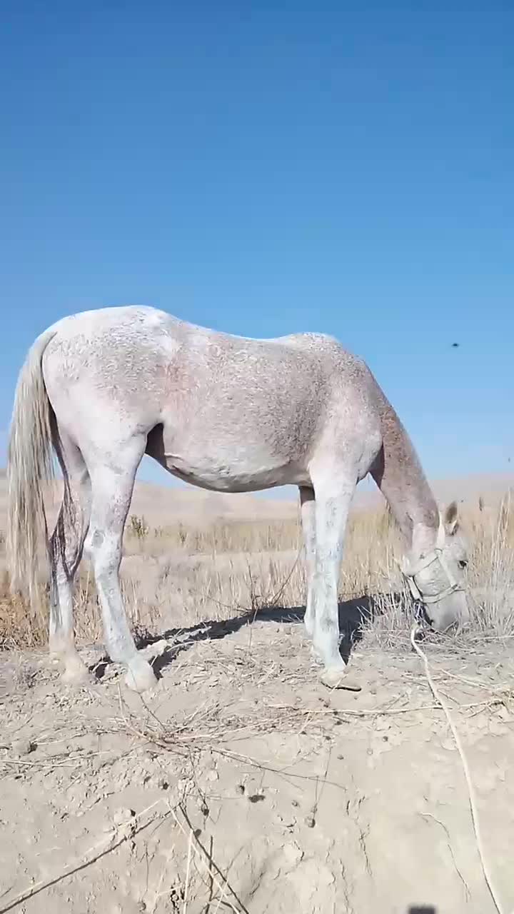 فروش مادیان همراه کره|اسب و تجهیزات اسب‌سواری|شیروان (خراسان), |دیوار