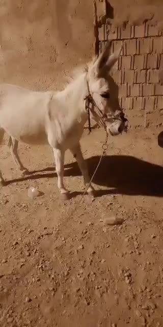 الاغ ماده باری سواری|حیوانات مزرعه|سیدان, |دیوار