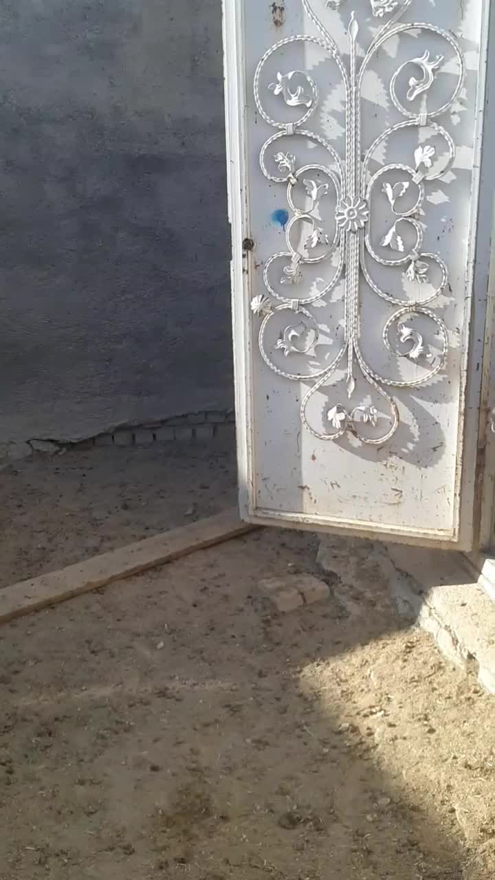 ۱۶تا میش قره قزل و پلنگی اتوبوسی|حیوانات مزرعه|بروجرد, |دیوار