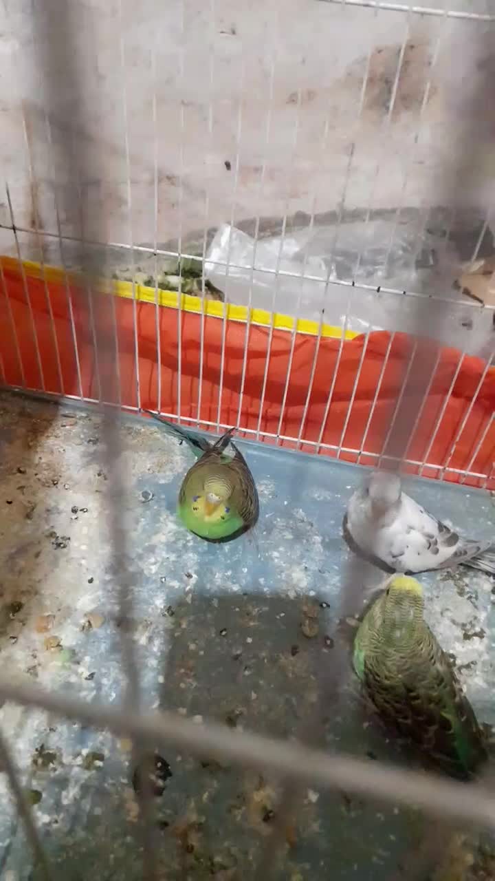 ۵عدد مرغ عشق سرحال دونه ای ۱۳۰هزار|پرنده|چناران, |دیوار