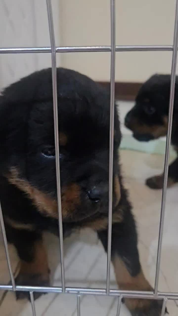 توله روتوایلر|سگ|فردیس, سرحدی|دیوار