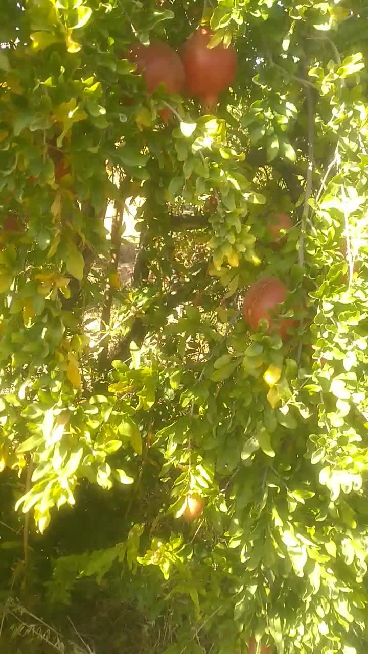 انار دانه قرمز|خوردنی و آشامیدنی|بختگان, |دیوار