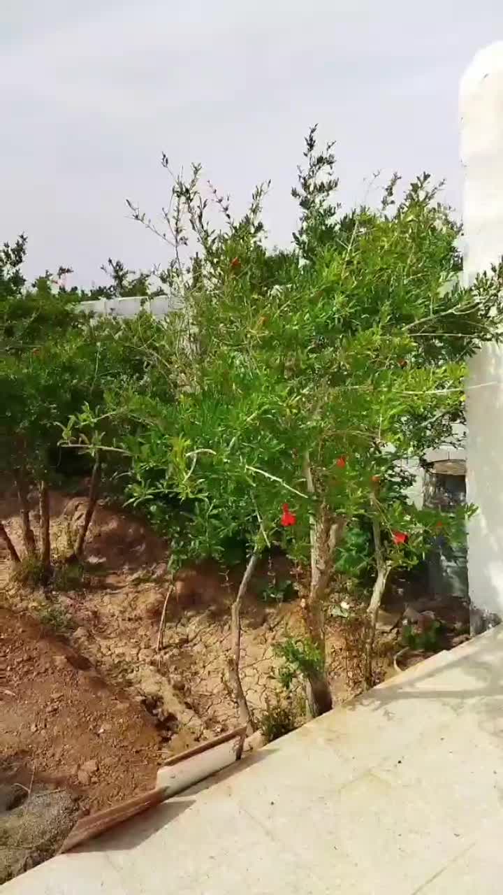 ویلاباغ 800 متری شرف آباد|فروش خانه و ویلا|میبد, |دیوار