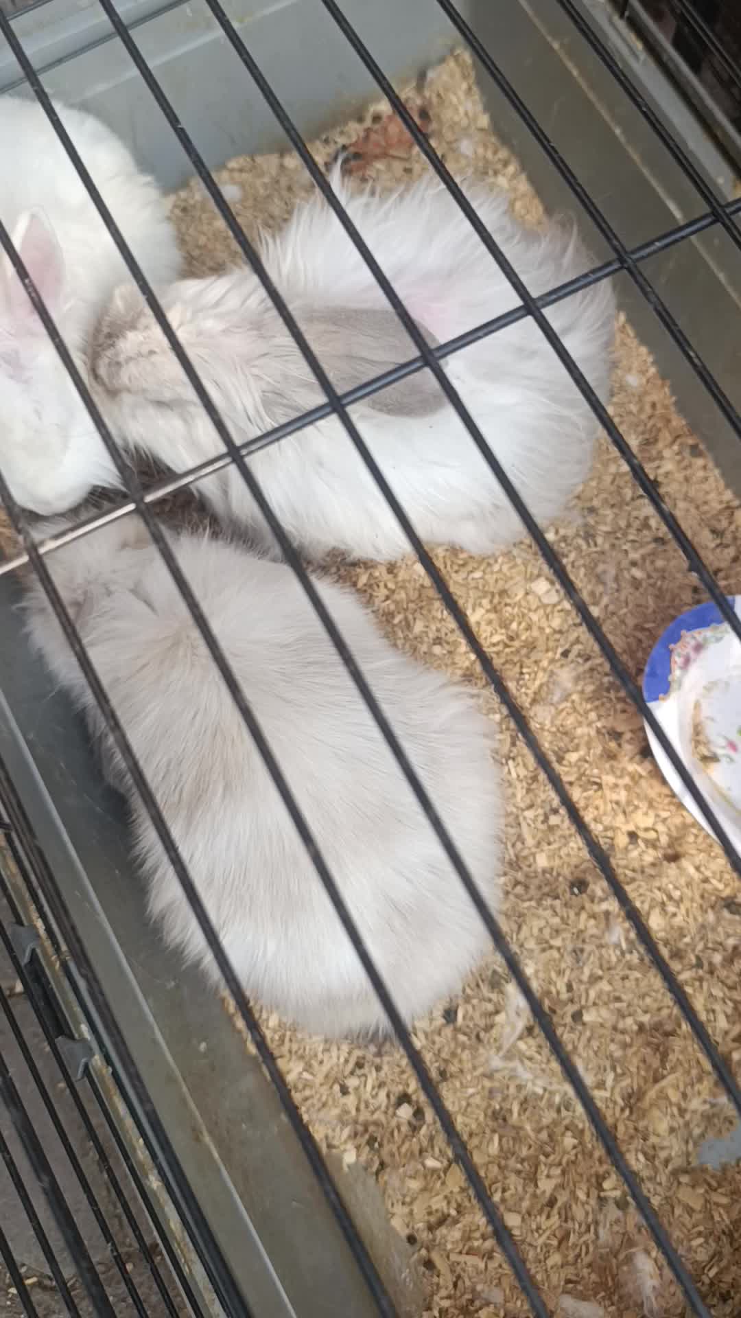 خرگوش لوپ و انگول|موش و خرگوش|تهران, سلسبیل شمالی|دیوار