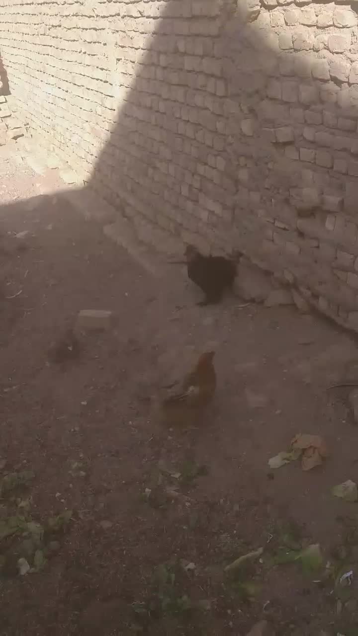 خروس سلطان مشکی خوشگل|حیوانات مزرعه|قم, جمکران|دیوار
