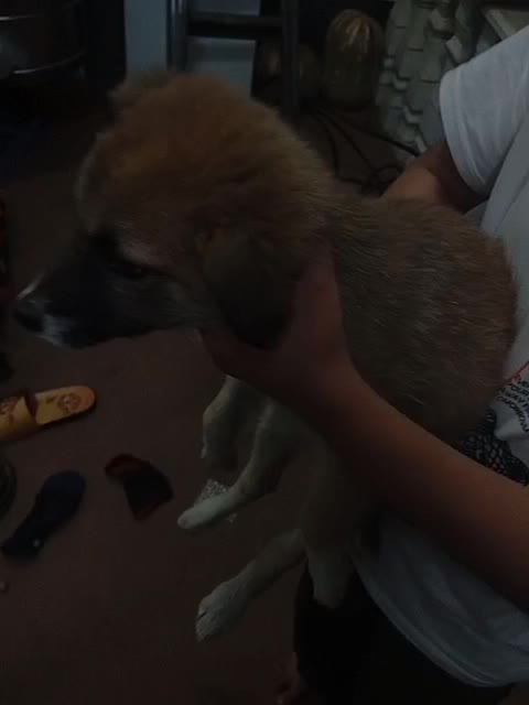 توله سگ|سگ|طالقان, |دیوار