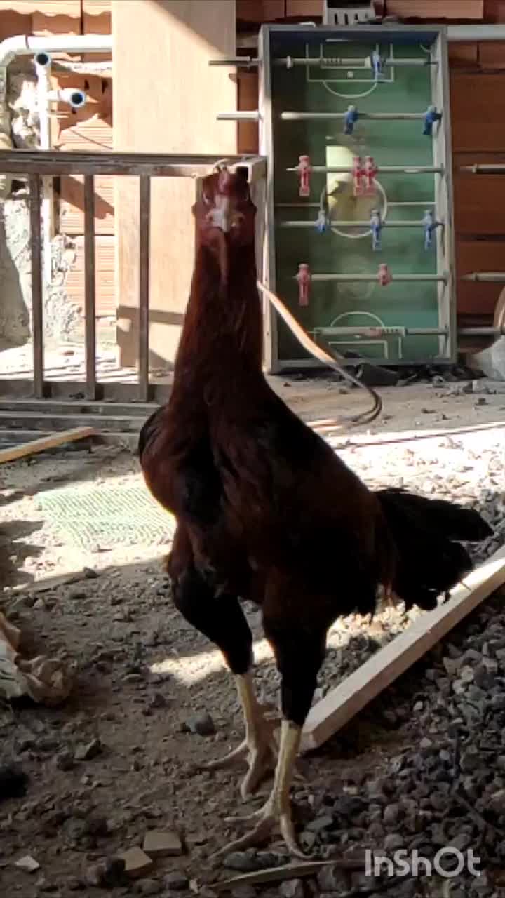 مرغ لاری نر|حیوانات مزرعه|بهشهر, |دیوار