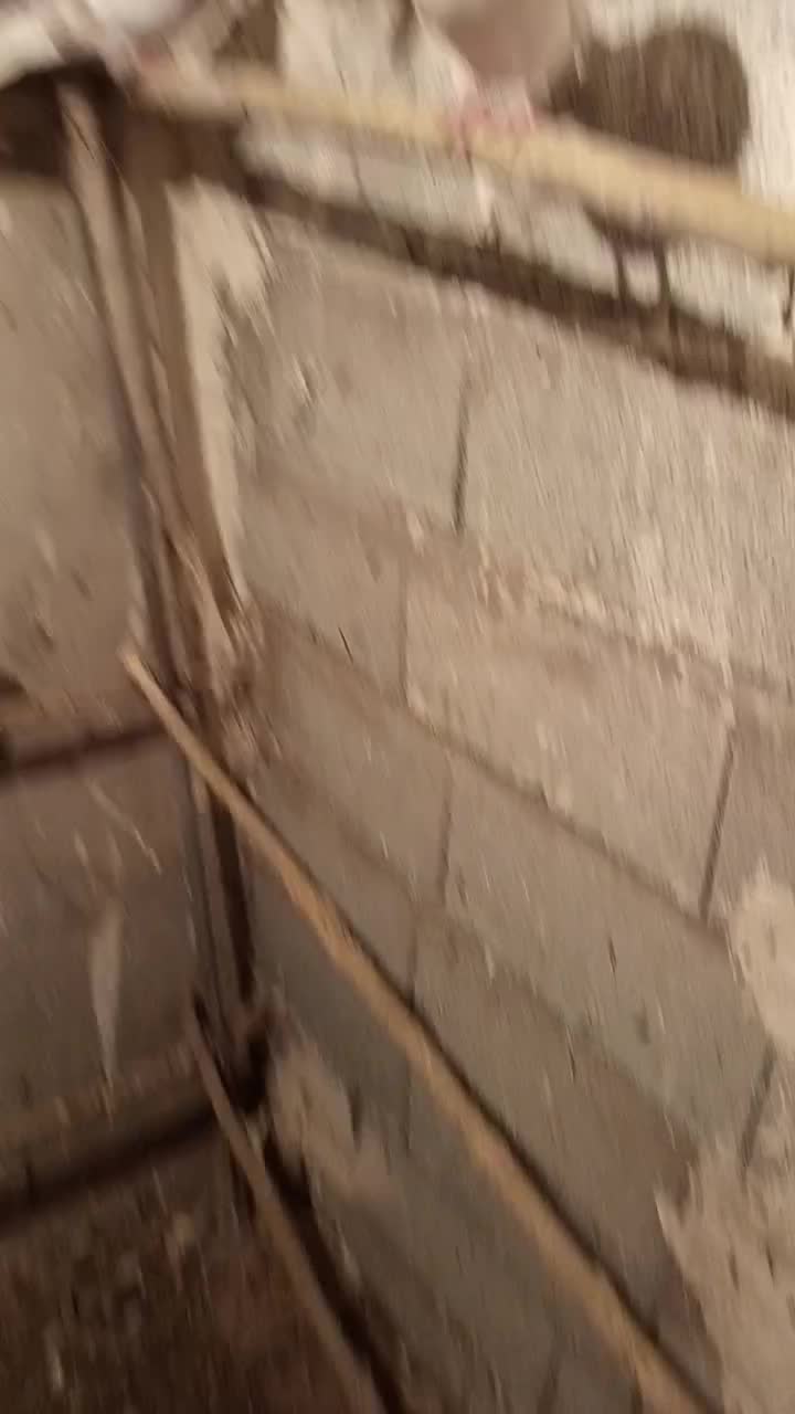 طوقی|پرنده|نیر (اردبیل), |دیوار