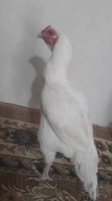 مرغ|حیوانات مزرعه|بندرعباس, |دیوار