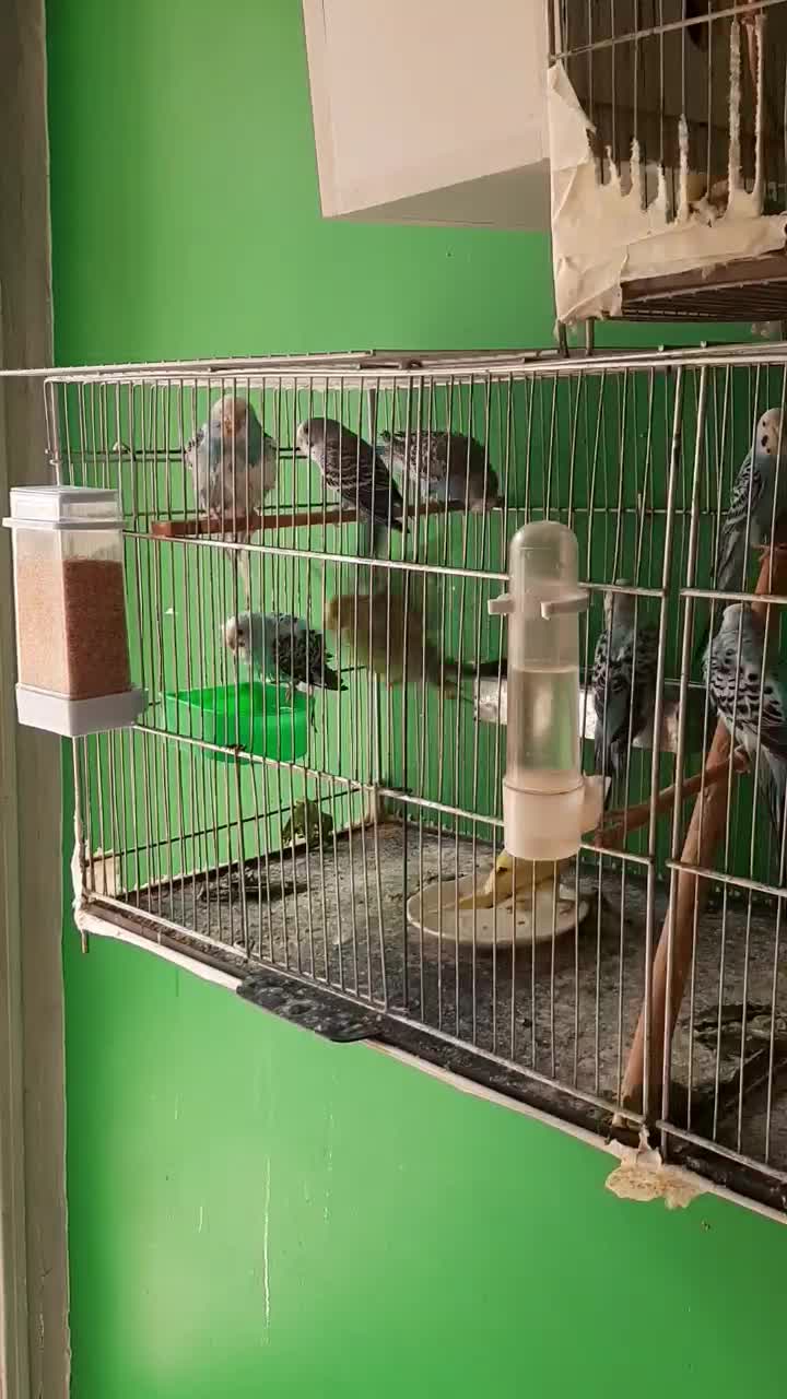 مرغ عشق|پرنده|تهران, مهرآباد جنوبی|دیوار