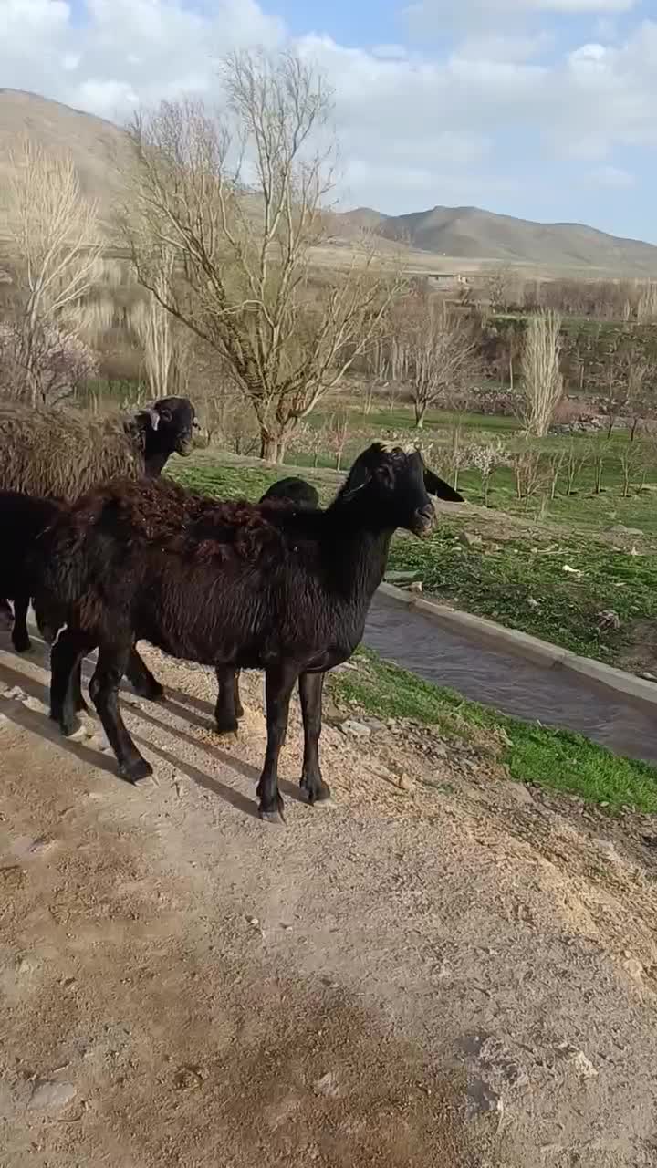 میش|حیوانات مزرعه|زنجان, |دیوار